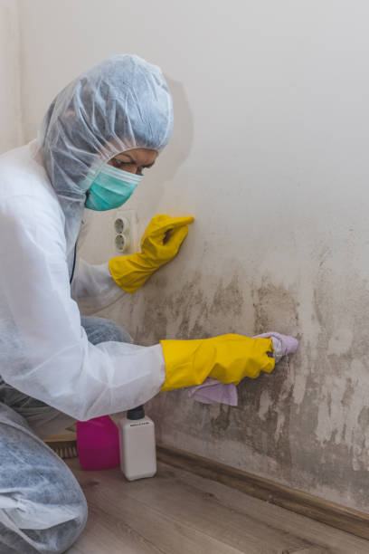 Best Black Mold Removal  in Bristol, TN