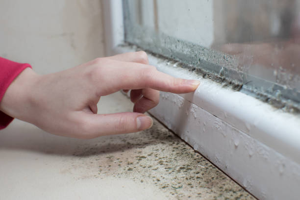 Mold Removal for HVAC Installations in Bristol, TN